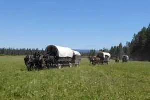 Covered wagons pulled by horses in a grassy field, representing the Bar T 5 Teton Wagon Train and Horse Adventure in the Bridger-Teton National Forest.