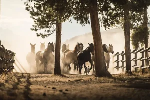 Turpin Meadow Ranch – Horseback Riding