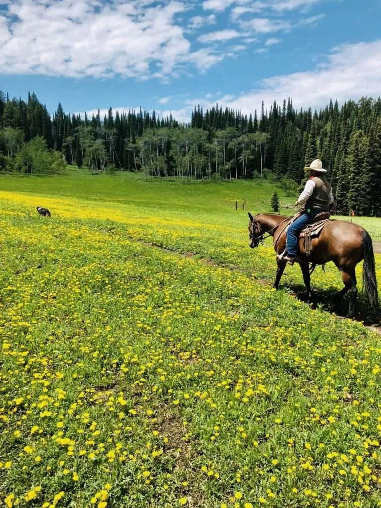 Cowboy riding a horse through a field of yellow wildflowers in a scenic alpine meadow at Grand Targhee Resort.